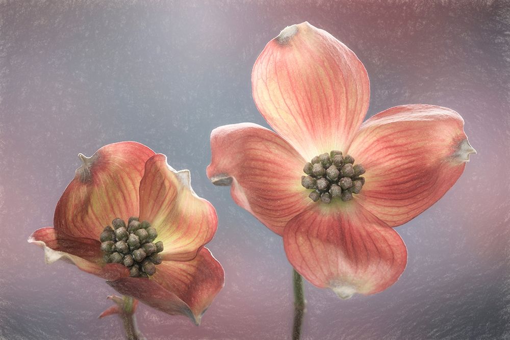 Washington State-Seabeck Close-up of dogwood blossoms